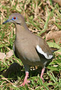 White-winged Dove