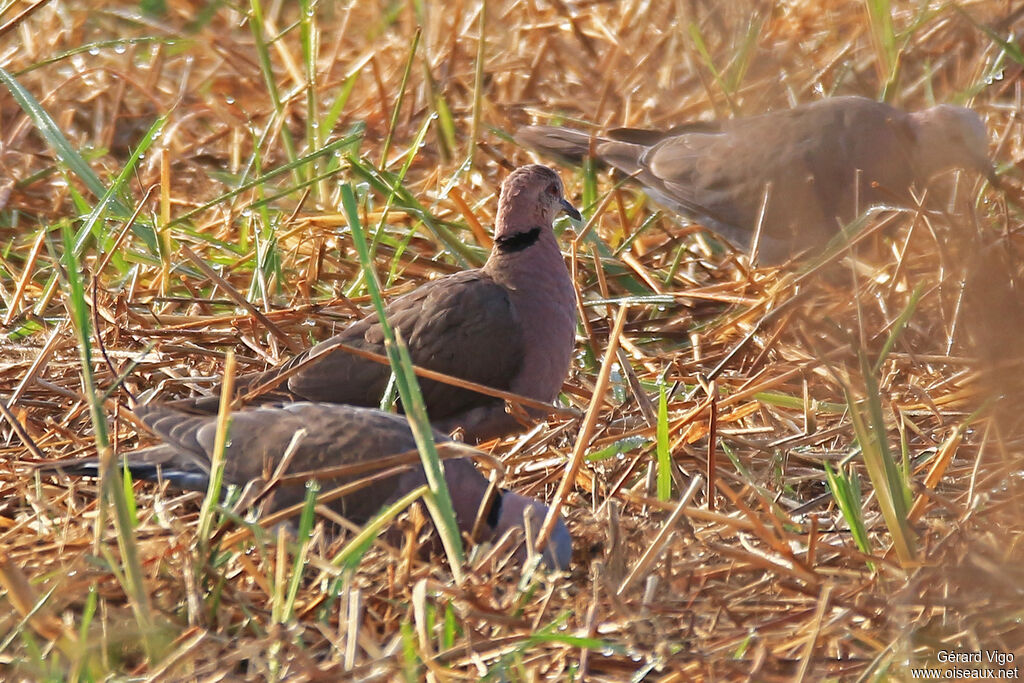 Red-eyed Doveadult