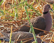 Red-eyed Dove