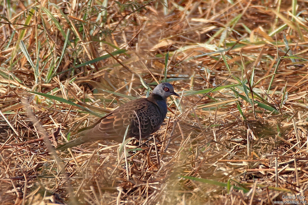 Adamawa Turtle Doveadult