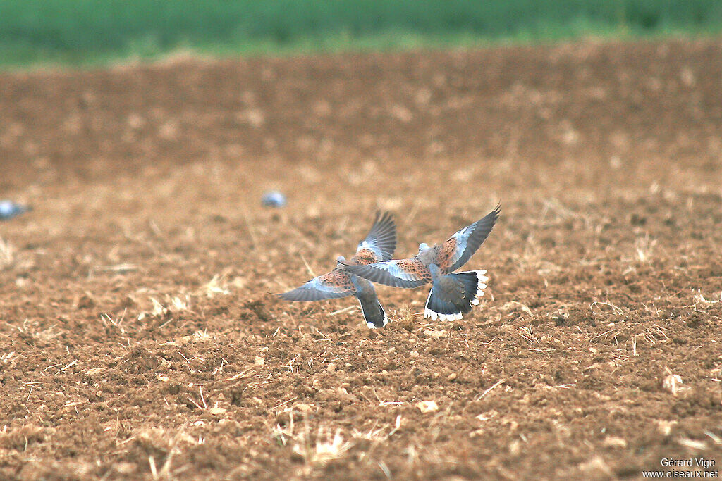 European Turtle Doveadult