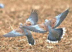 European Turtle Dove