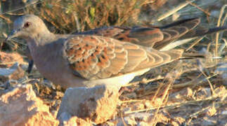 European Turtle Dove