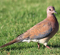 Laughing Dove