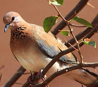 Laughing Dove