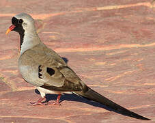 Namaqua Dove