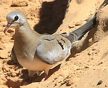 Namaqua Dove