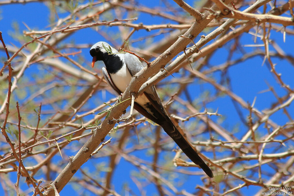 Namaqua Dove male adult