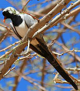 Namaqua Dove