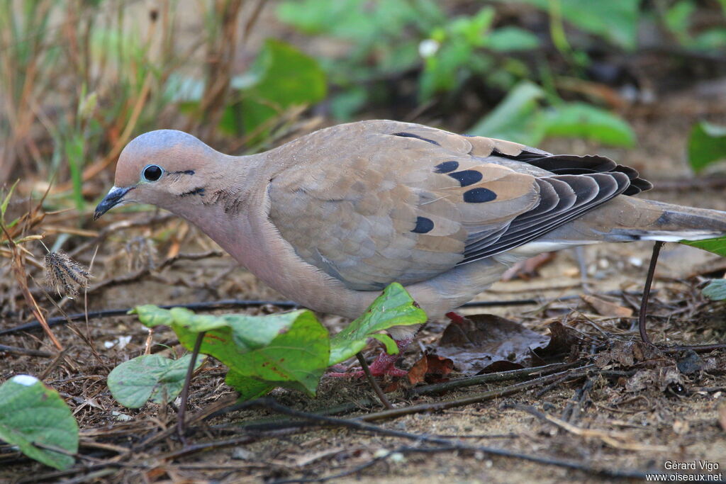 Eared Doveadult