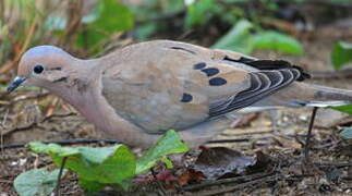 Eared Dove