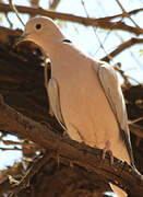 African Collared Dove