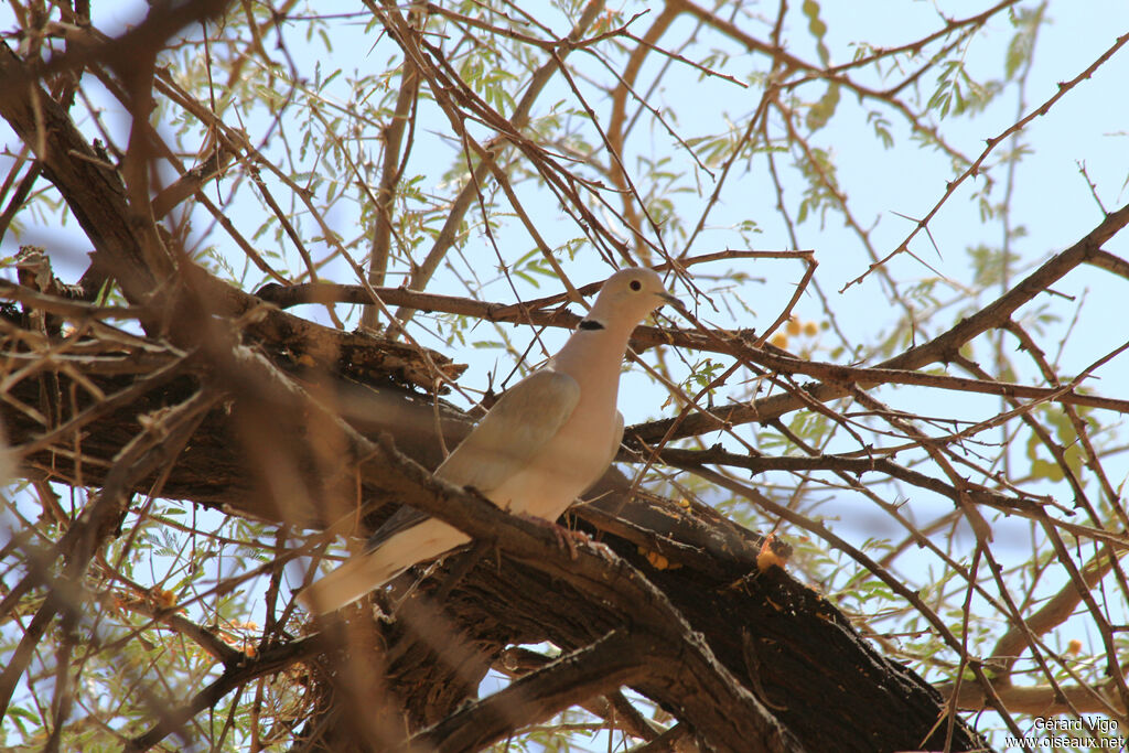 African Collared Doveadult