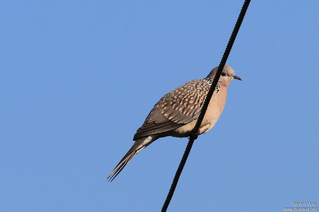 Spotted Doveadult