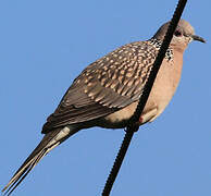 Spotted Dove