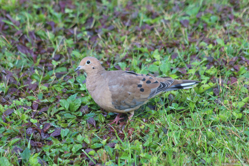 Mourning Doveadult