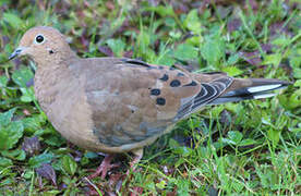 Mourning Dove