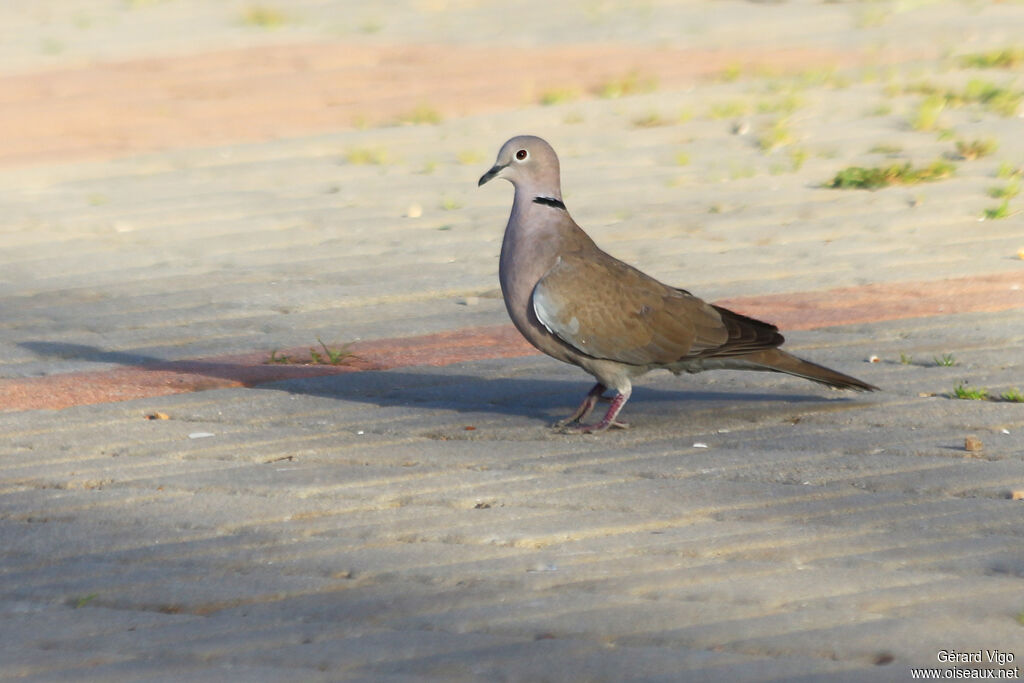 Eurasian Collared Doveadult