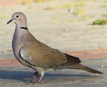 Eurasian Collared Dove