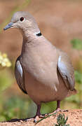 Eurasian Collared Dove