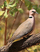 Vinaceous Dove