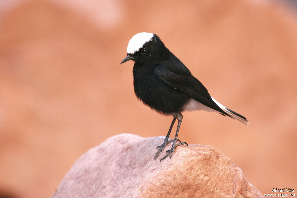 White-crowned Wheatearadult, identification