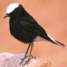 Traquet à tête blanche