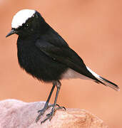 White-crowned Wheatear