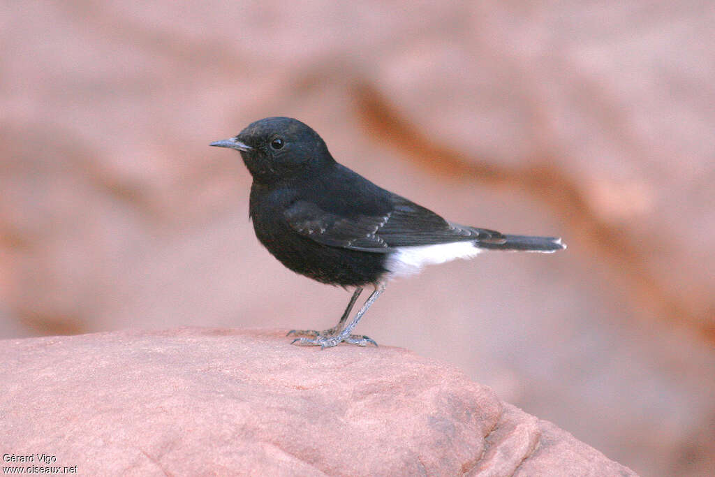 White-crowned Wheatearimmature, identification