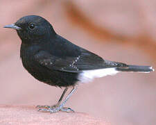 White-crowned Wheatear