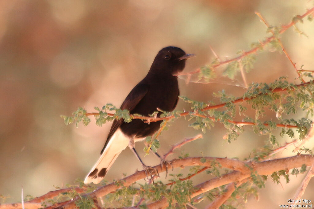 White-crowned Wheatearimmature