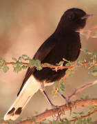 White-crowned Wheatear