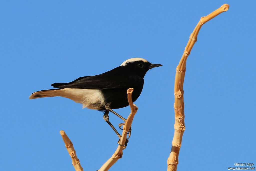 White-crowned Wheatearadult