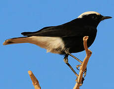 White-crowned Wheatear