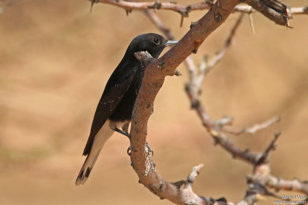 White-crowned Wheatearimmature