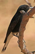 White-crowned Wheatear