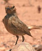 Red-rumped Wheatear