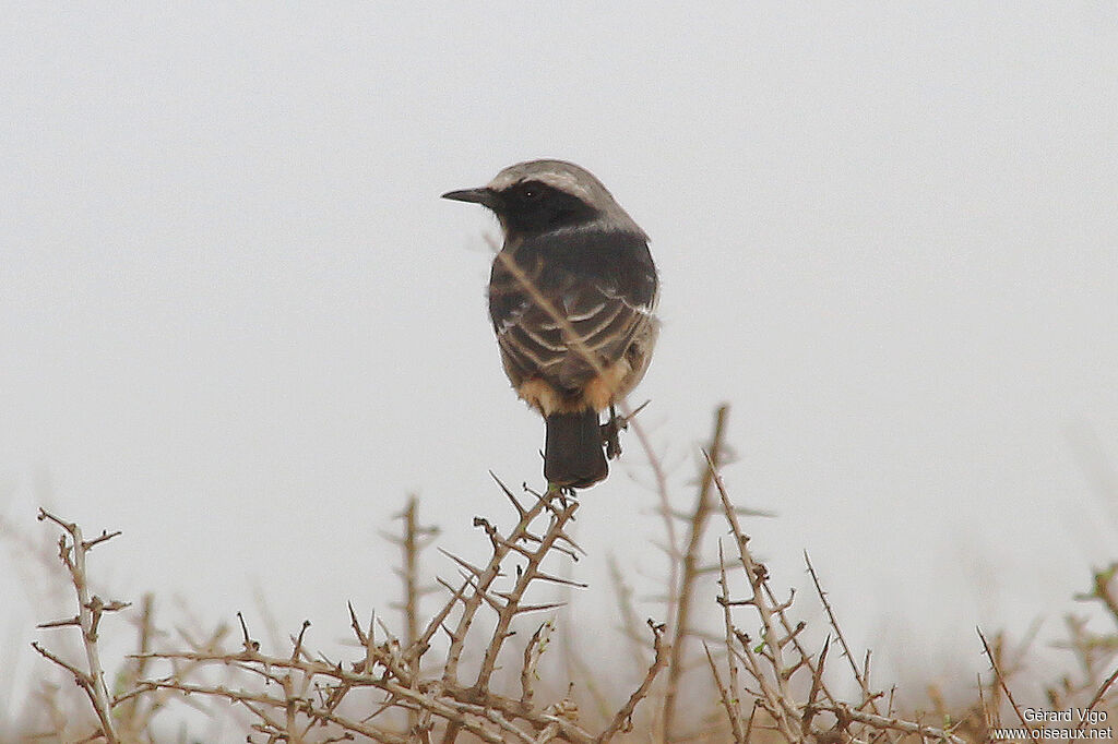 Red-rumped Wheatear male adult