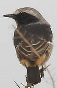 Red-rumped Wheatear