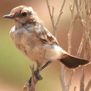 Red-rumped Wheatear