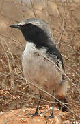 Red-rumped Wheatear