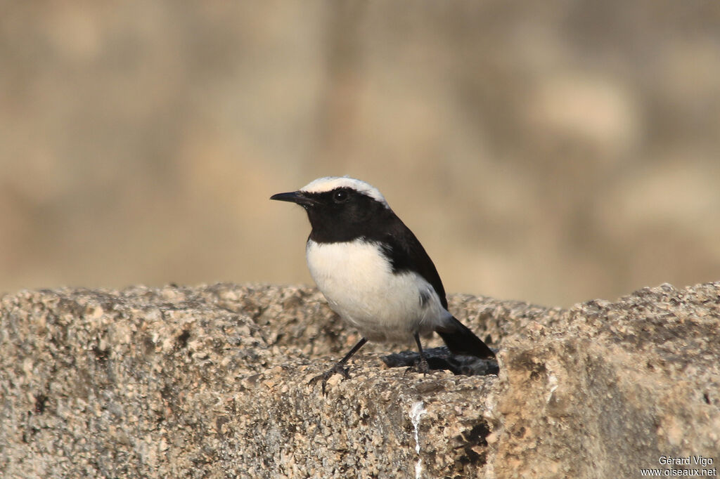 Arabian WheatearFirst year