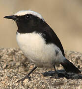 Arabian Wheatear