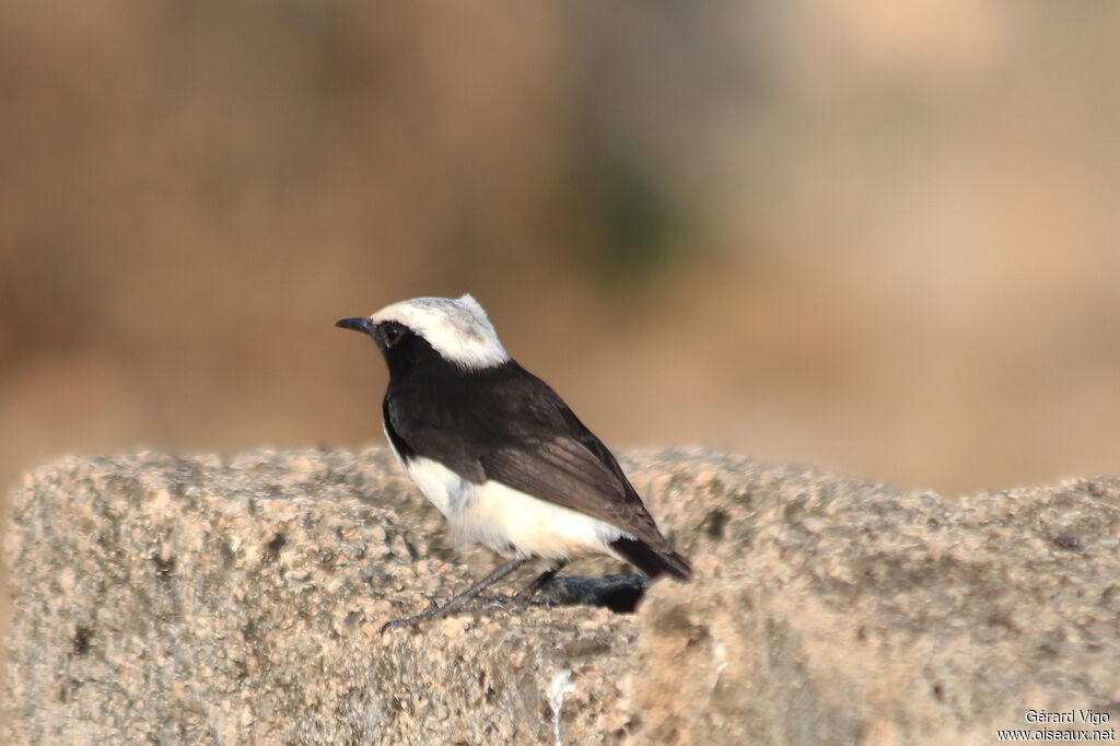 Traquet d'Arabie1ère année