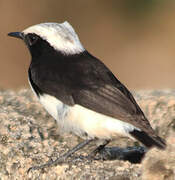 Arabian Wheatear