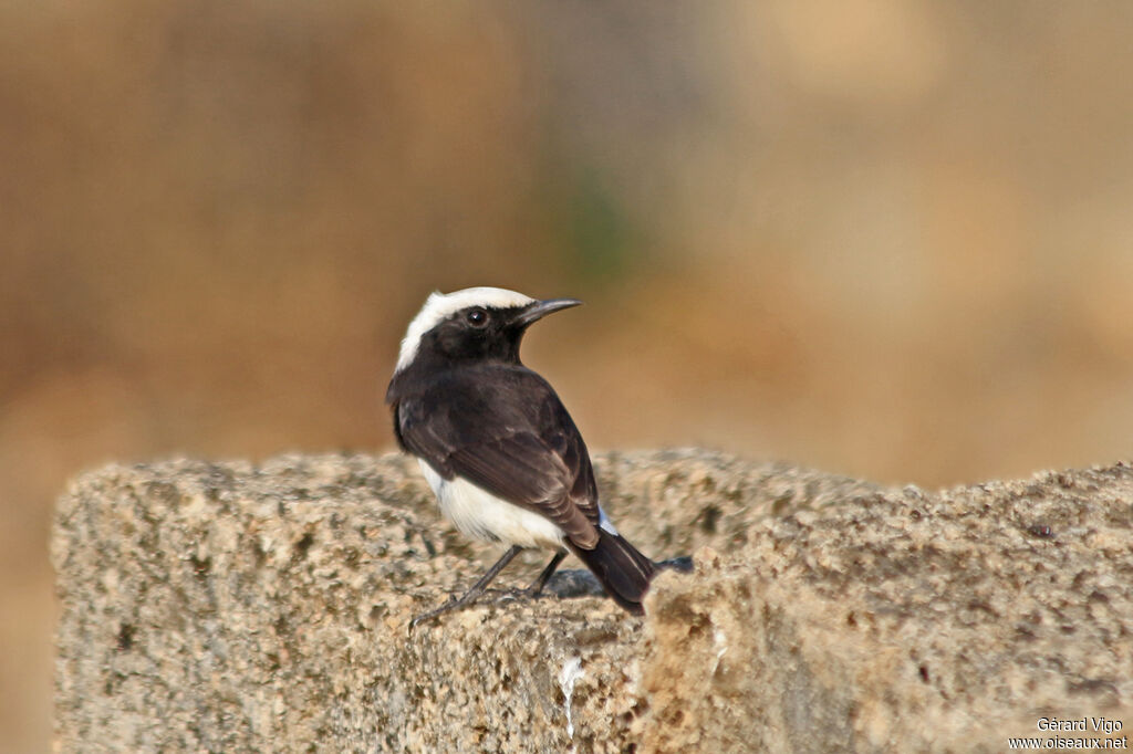 Arabian WheatearFirst year