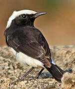 Arabian Wheatear