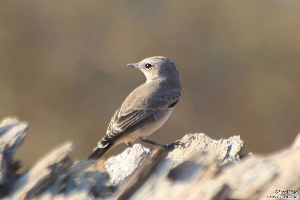 Red-tailed Wheatearadult