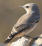 Red-tailed Wheatear