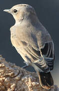 Red-tailed Wheatear